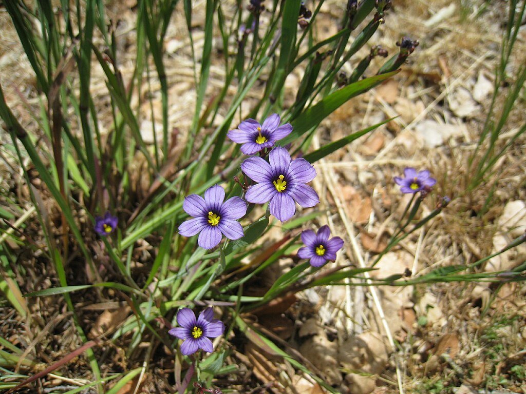 1024px-Blue-eyed_grass_Sisyrinchium_bellum.jpg