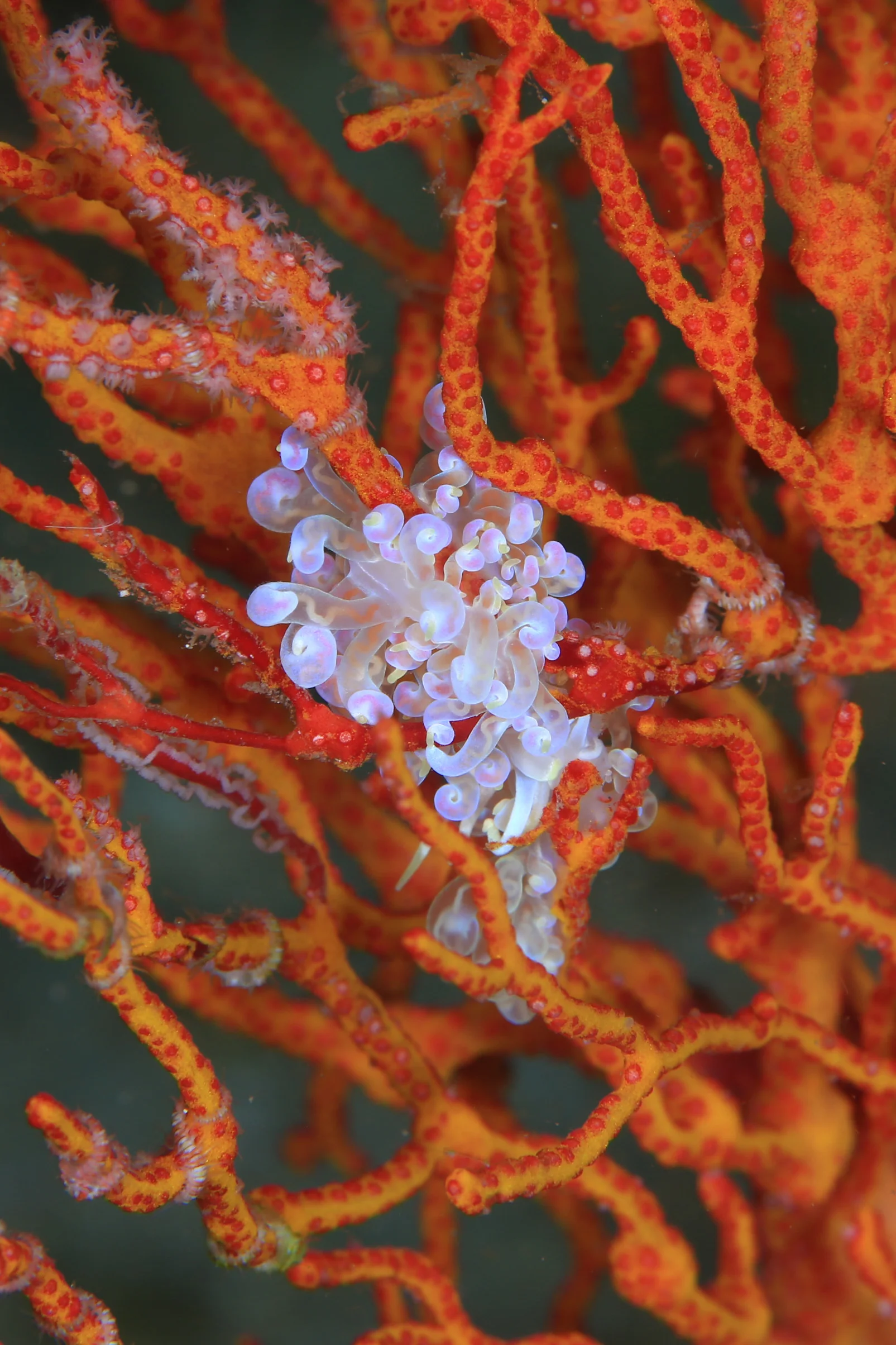 Phyllodesmium undulatum 