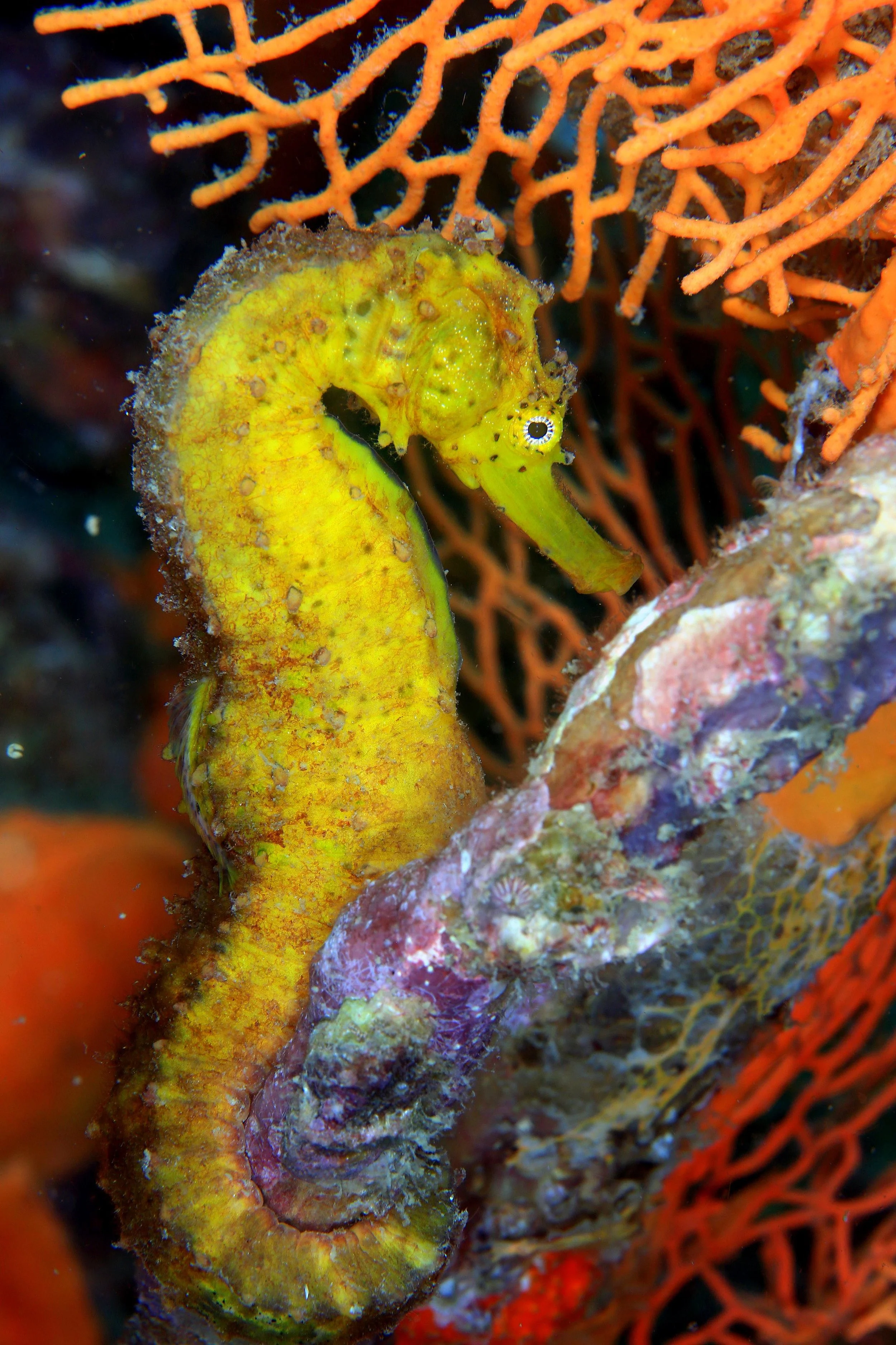 Yellow SeaHorse.JPG