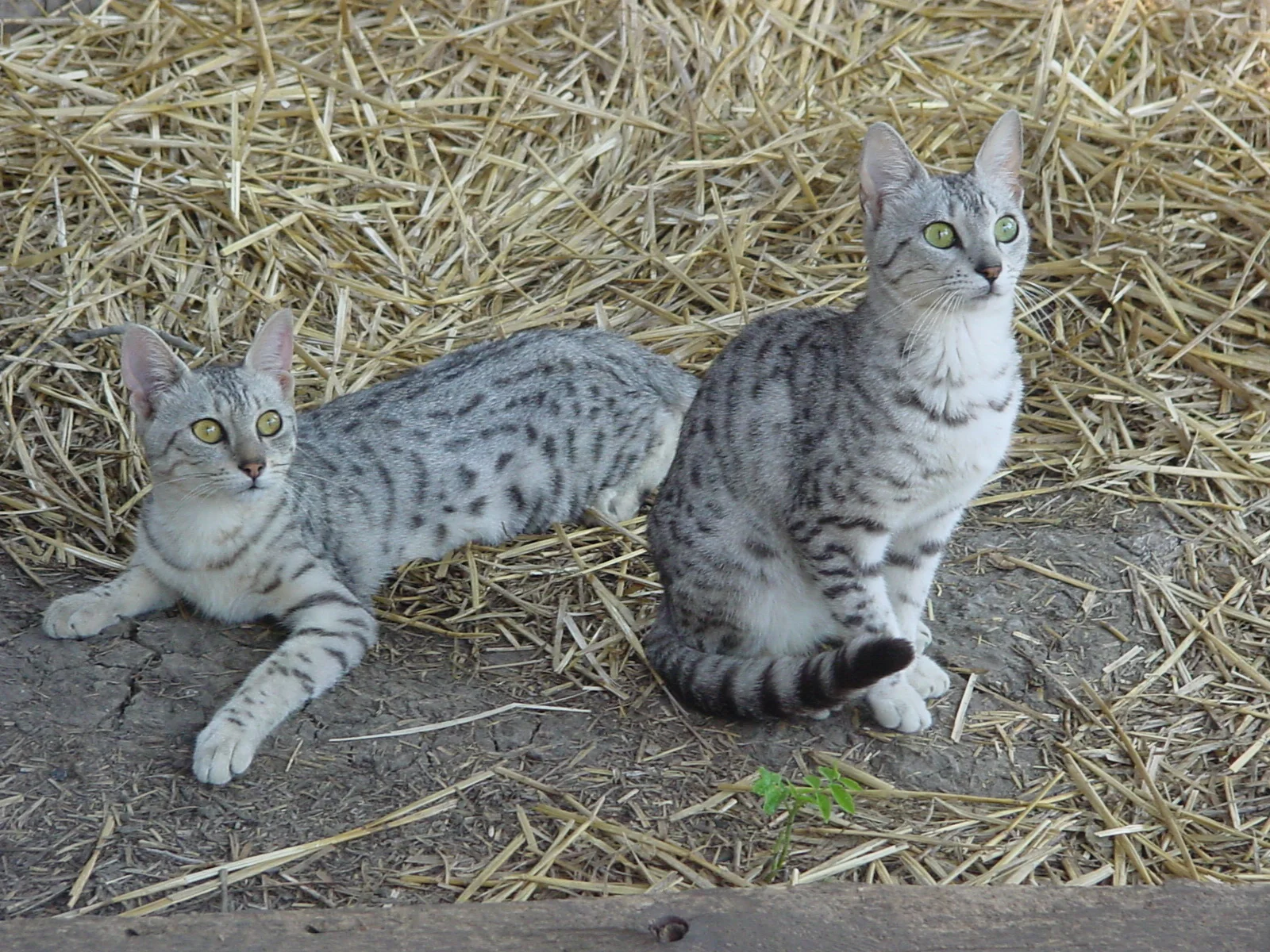 Egyptian Mau Grey Cat With Spots Striped Mau Mau Cat Egyptian Mau