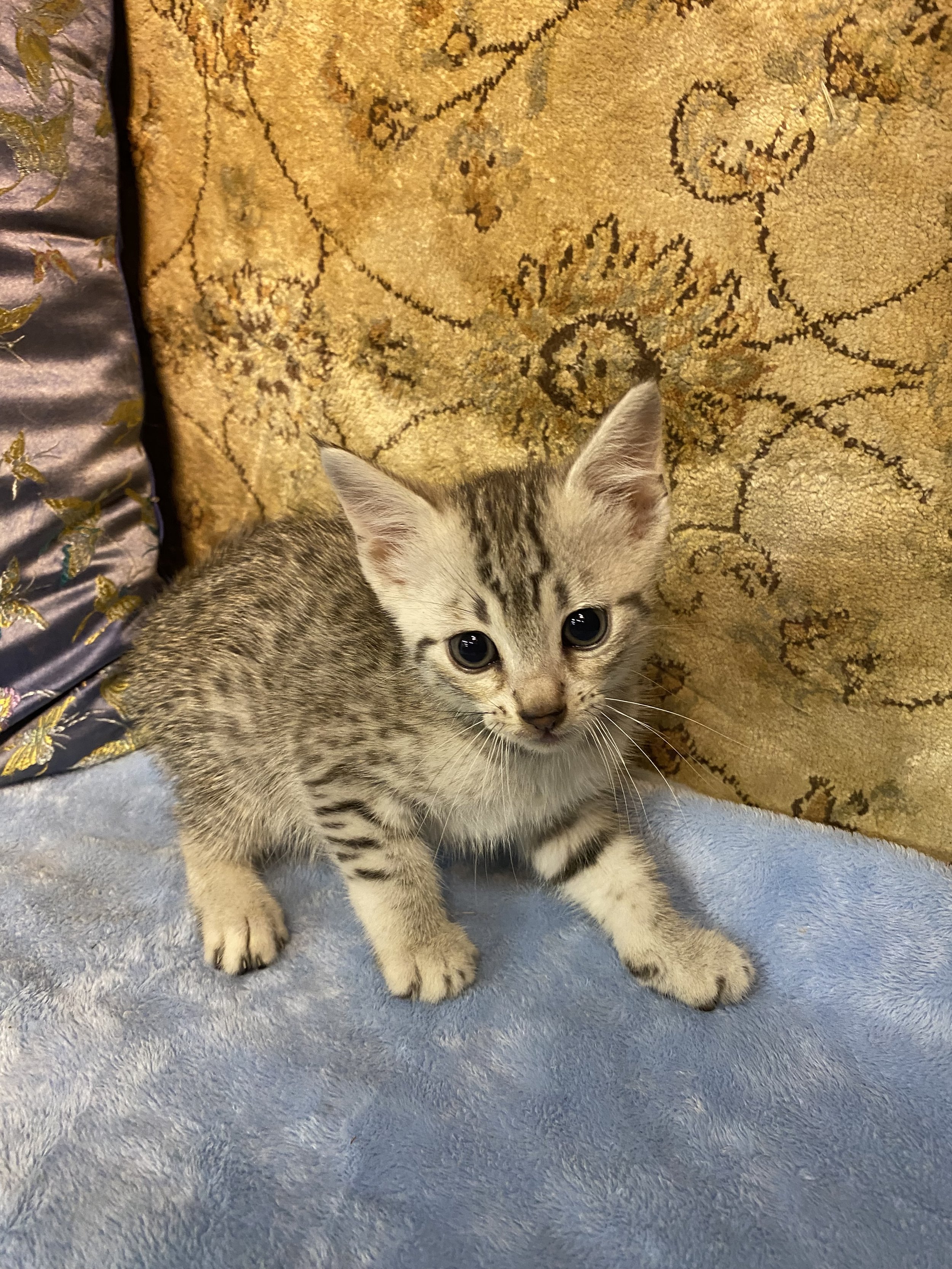 Bronze Pictures Of Egyptian Mau Cats Bronze Egyptian Egyptian Mau