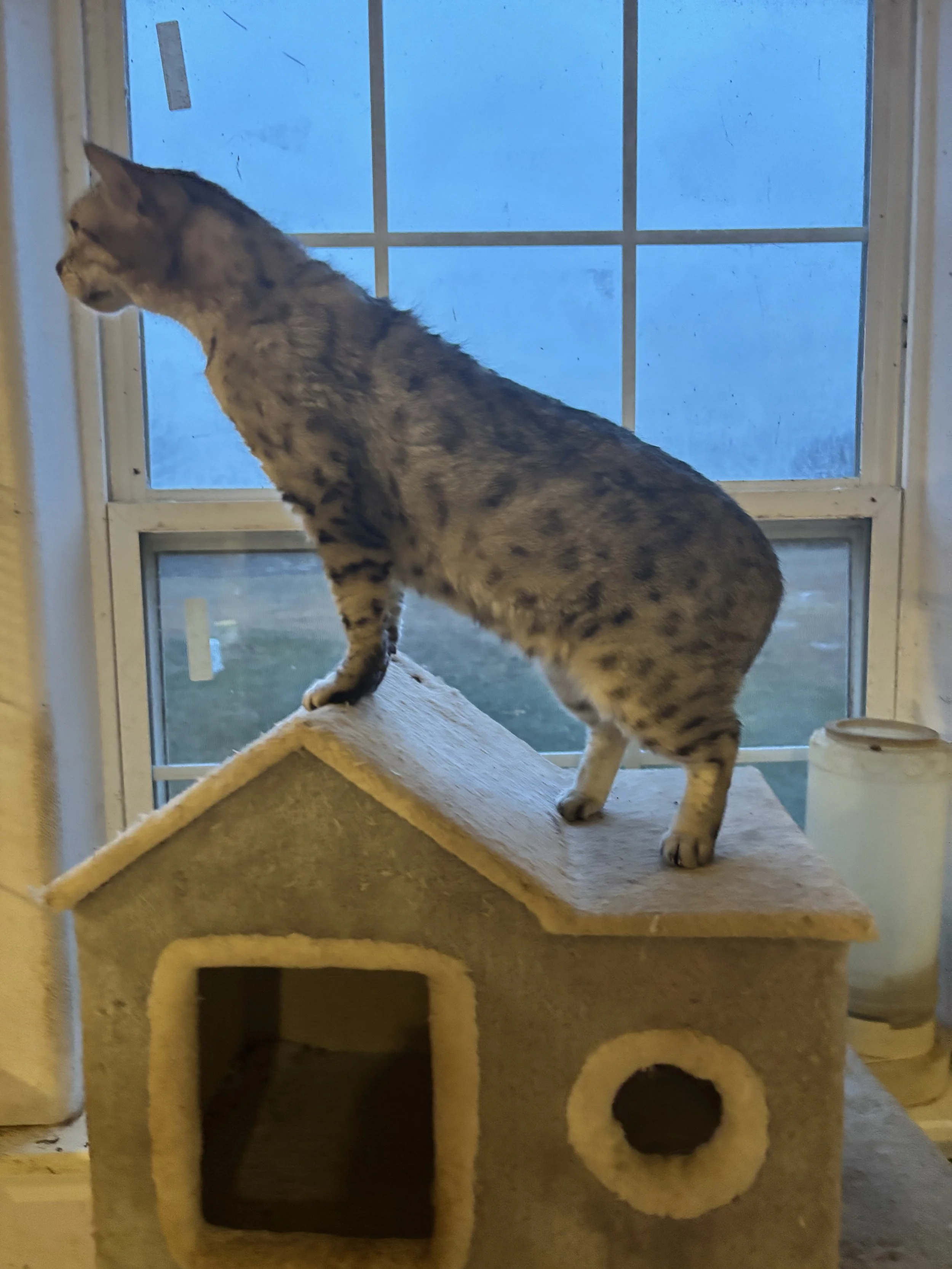 IMG_5350.jpeg