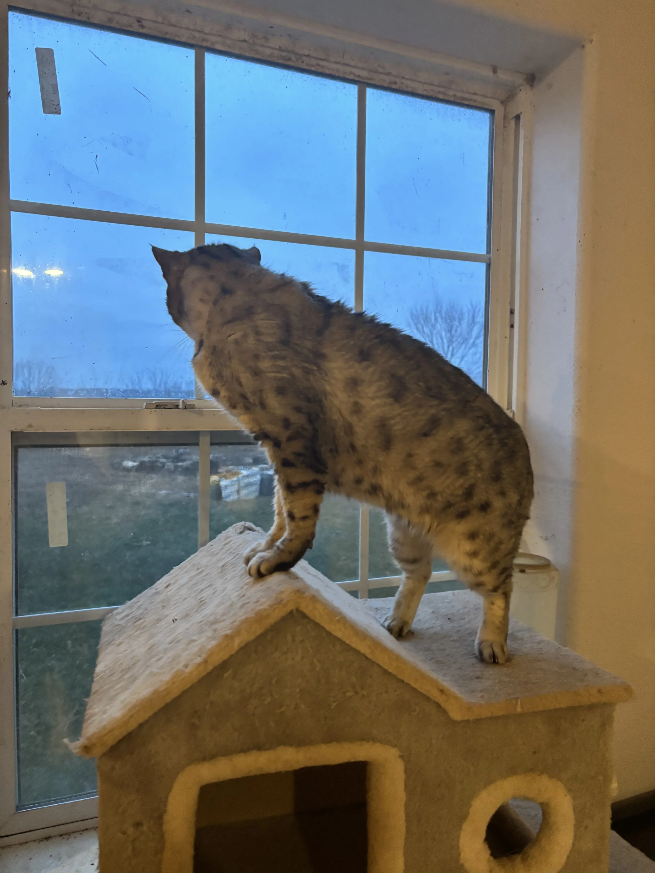 IMG_5351.jpeg