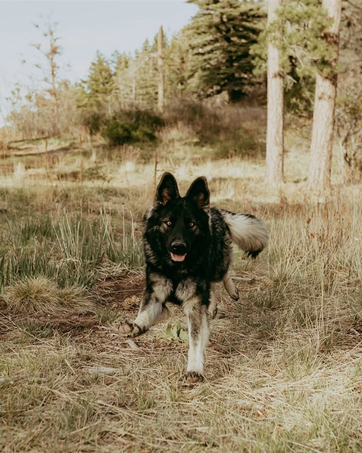 &amp; Kowboy gets his own post because I&rsquo;m obsessed with him. 🐕 He was a good boy at his session &amp; deserves all the goodies 🤍