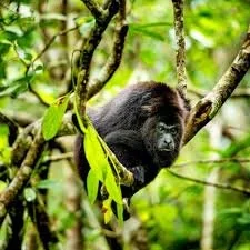 copal tree monkey.jpeg