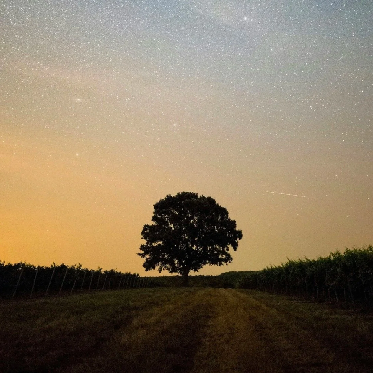 Tree Of Life | Rev. Ben Reece | 2.22.26