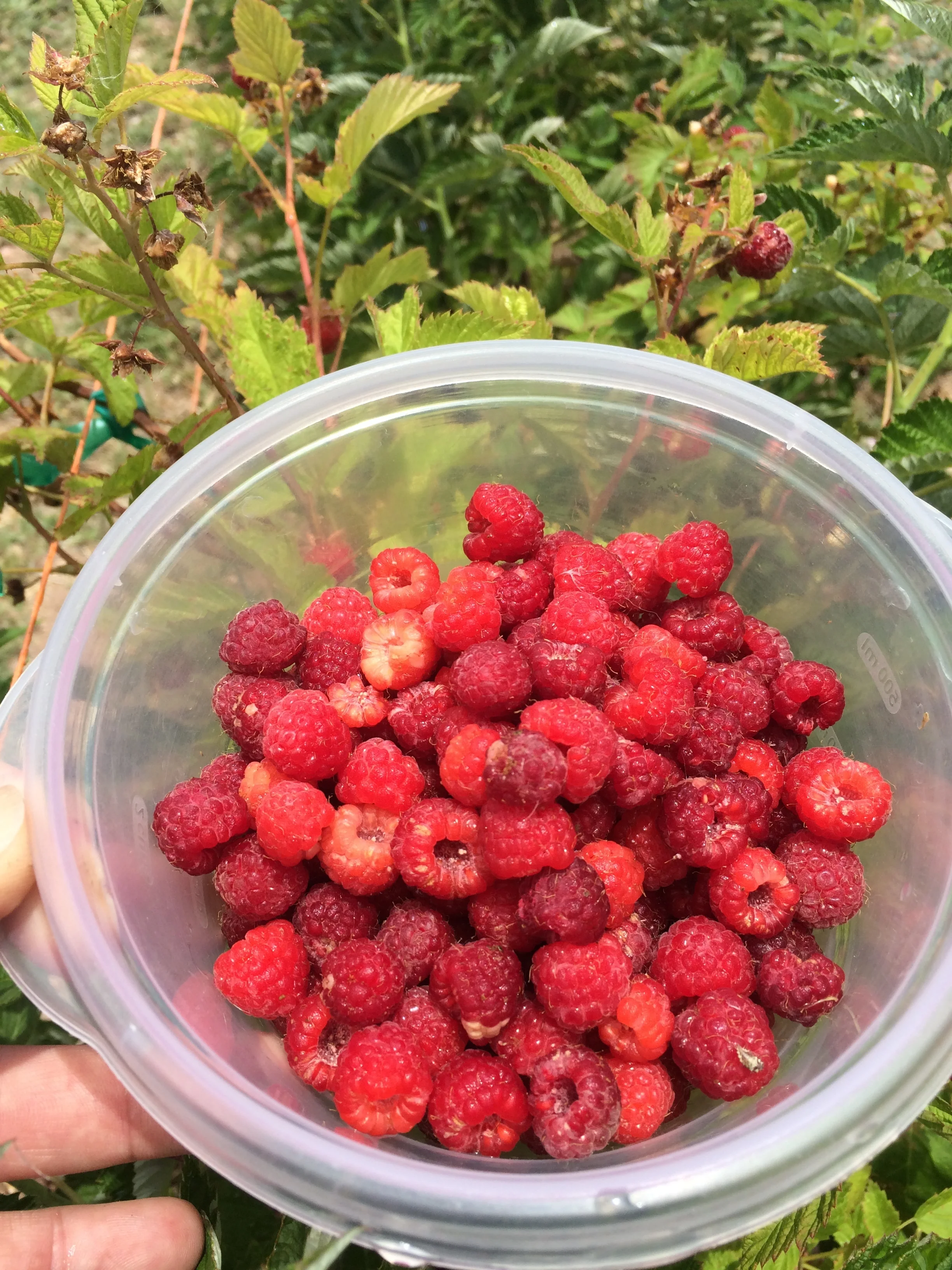 200+ Raspberry bushes