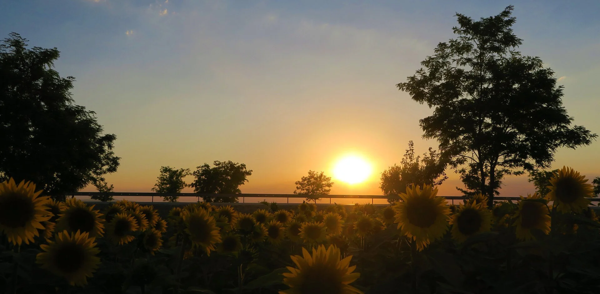 sunset-sunflowers.jpg