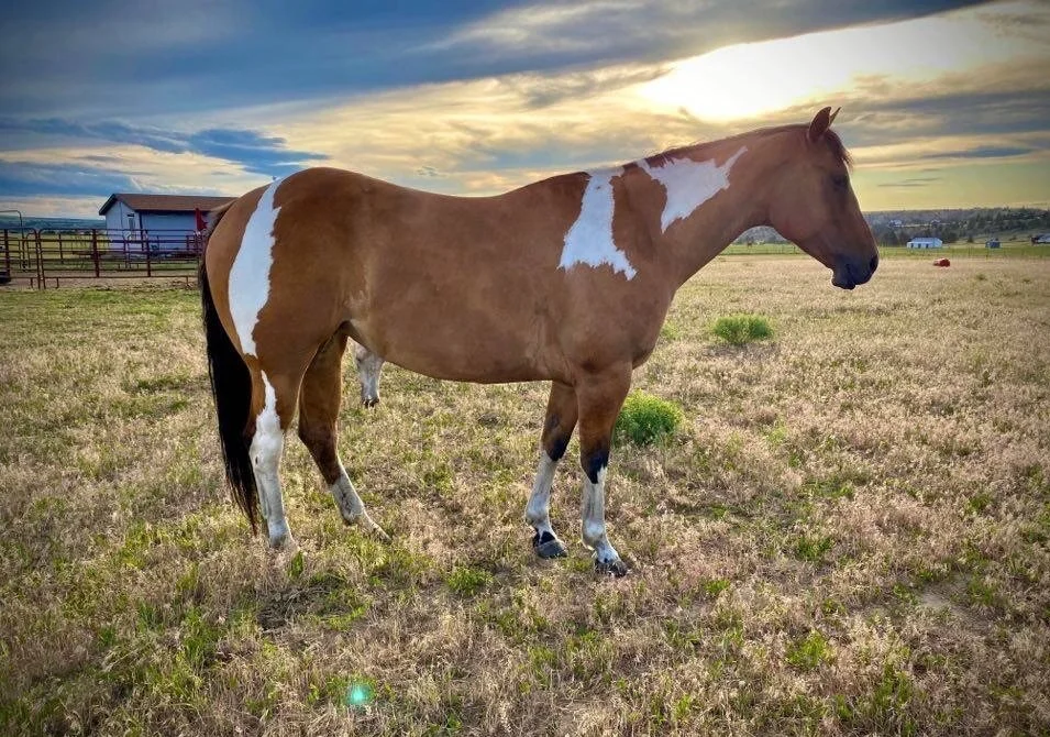 Consciously Uncoupling with a Horse