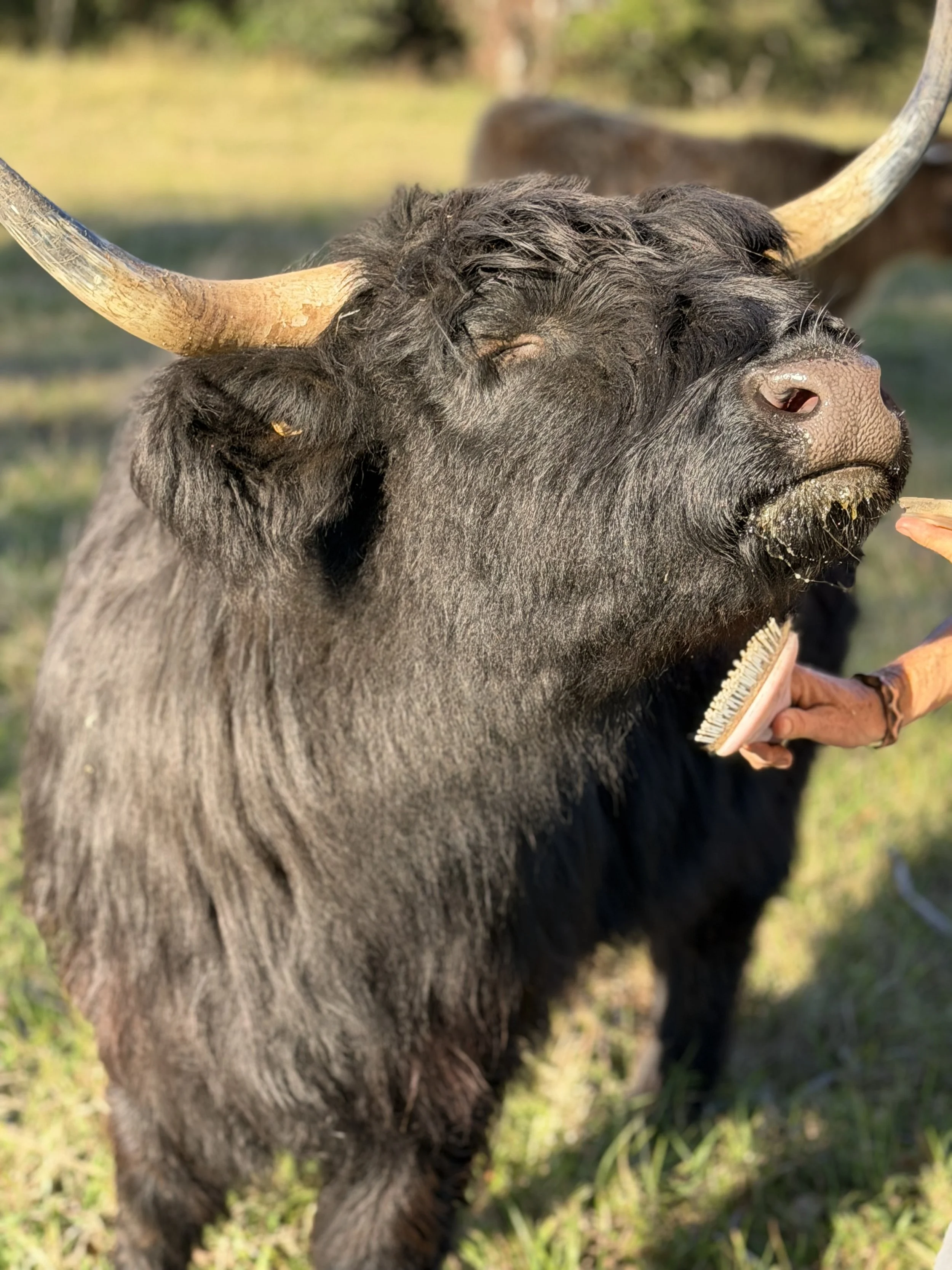 “Why are Highland Cows so fluffy?”