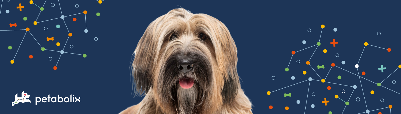 Briard image