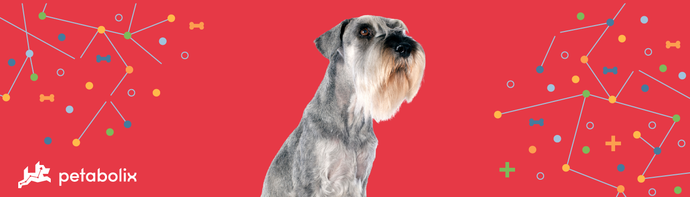 Standard Schnauzer image