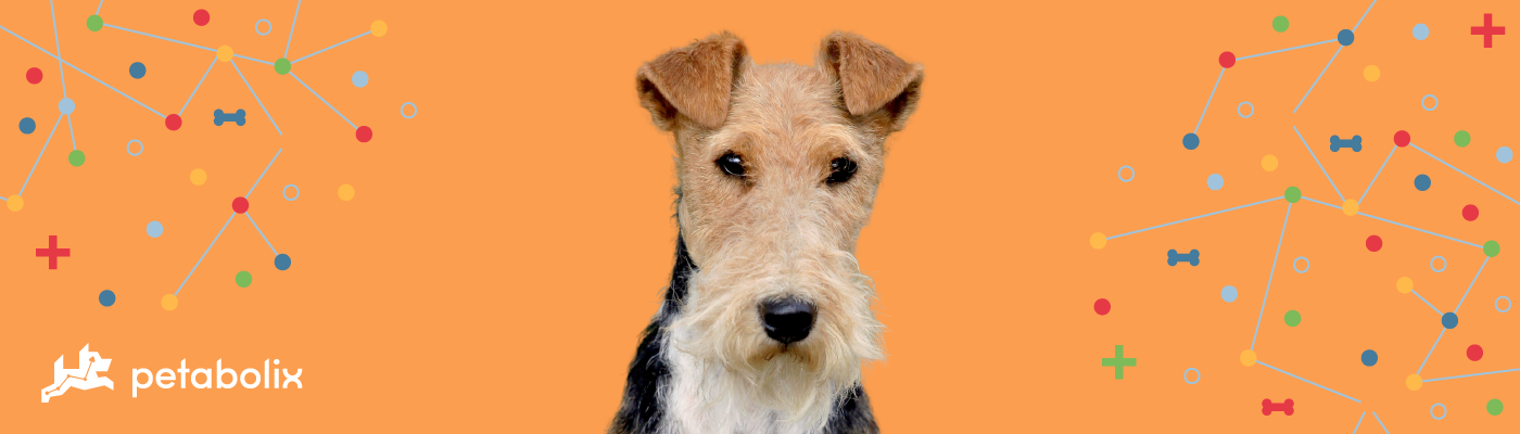 Fox Terrier Wire image