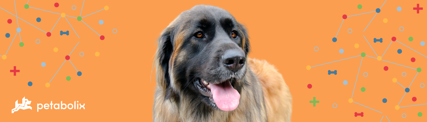 Leonberger image