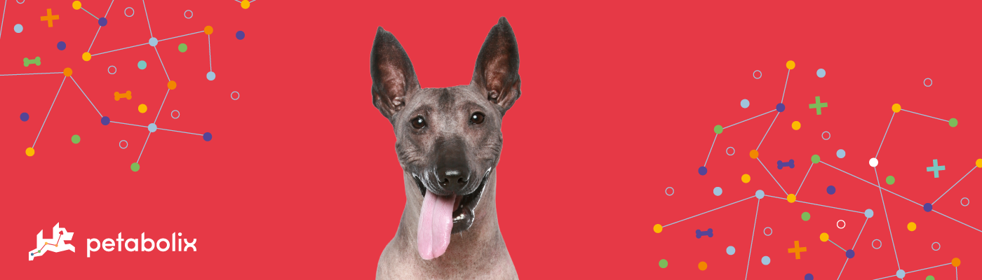 Xoloitzcuintli Standard image