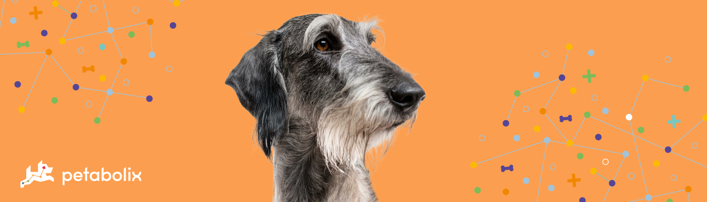 Scottish Deerhound image