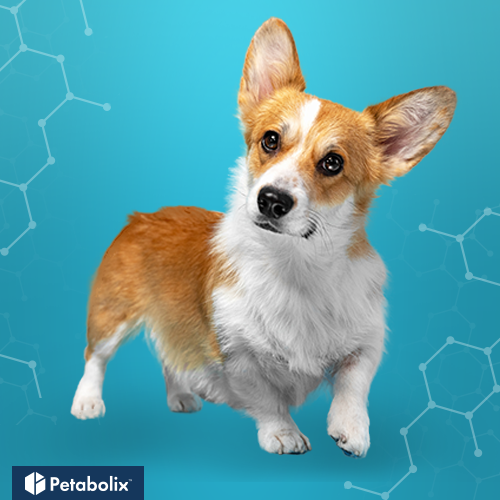 What's the Best Dog Food for Corgis?