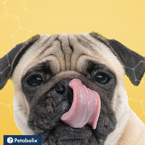 What's the Best Dog Food for Pugs?