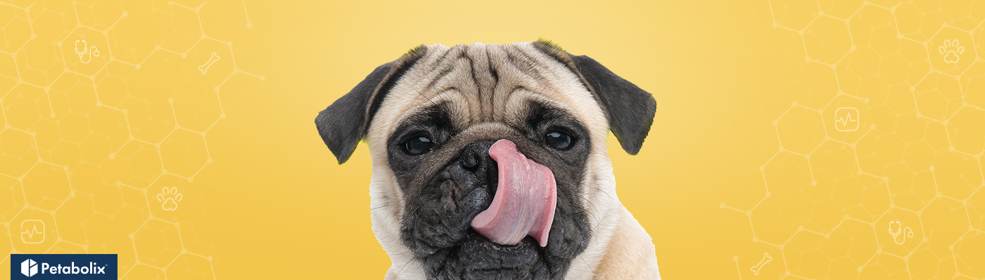 What are the Best Dog Foods for Pugs