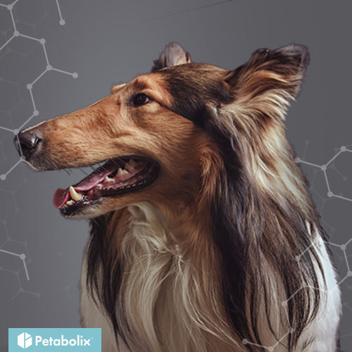 What's the Best Dog Food for Collies?