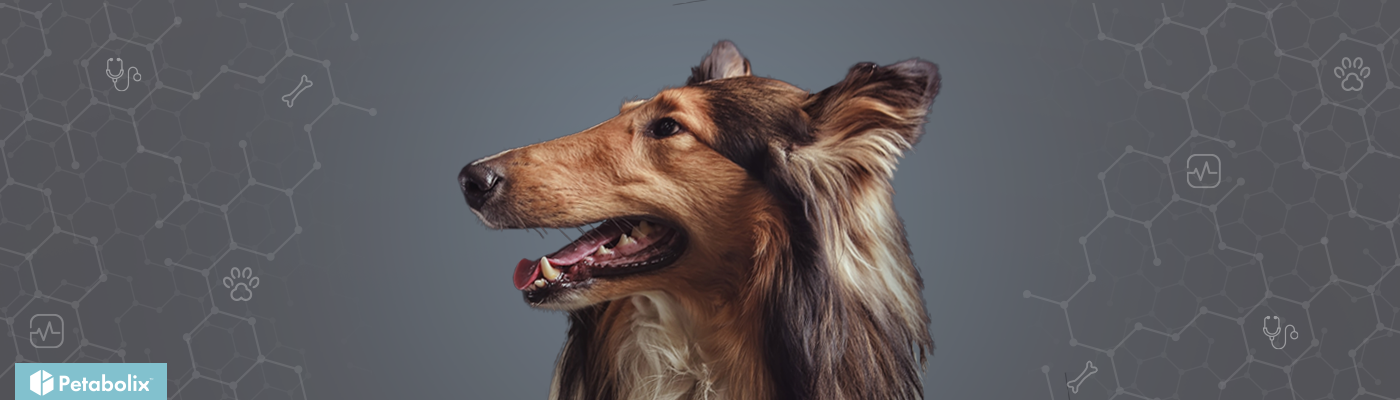 best puppy food for collies