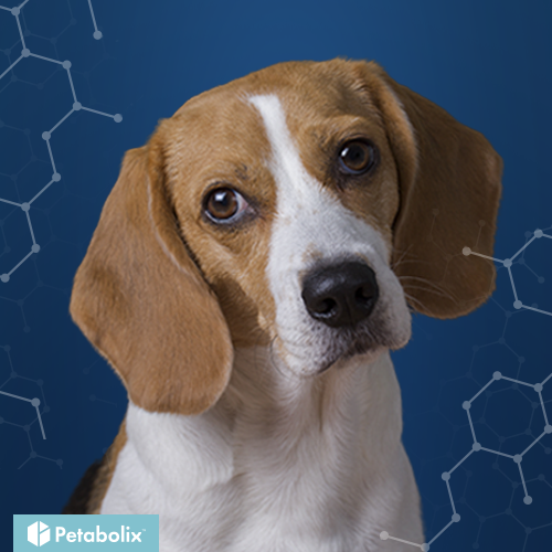 What's the Best Dog Food for Beagles?