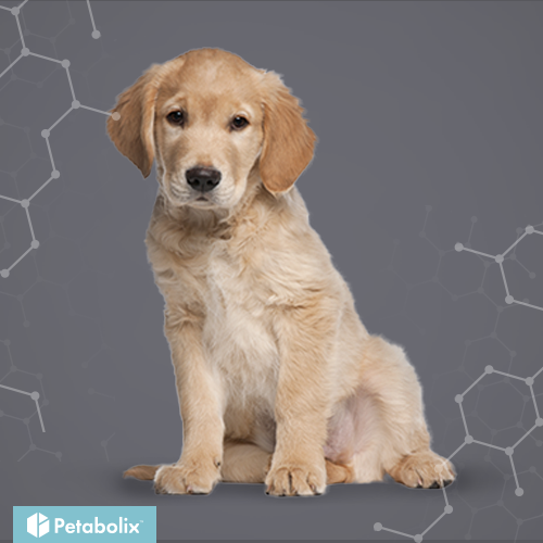 What's the Best Dog Food for Golden Retrievers?