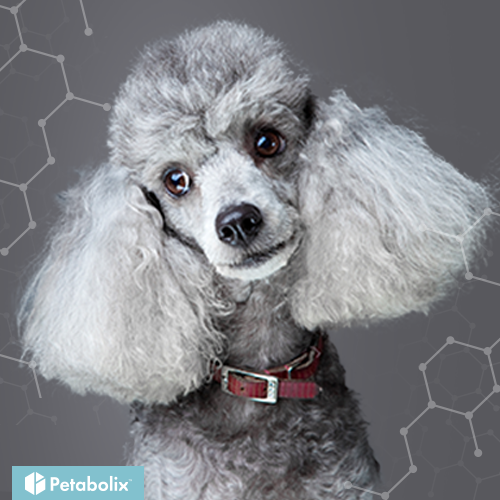 What's the Best Dog Food for Poodles?