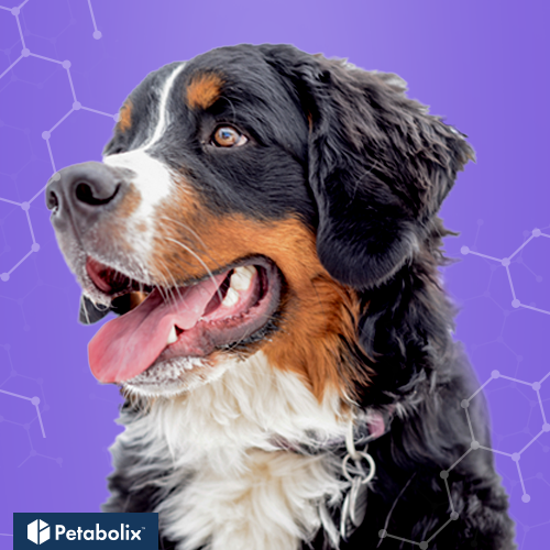 What are the Best Dog Foods for Bernese Mountain Dogs?