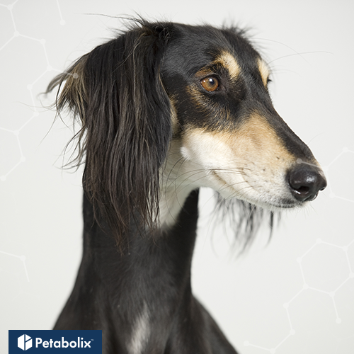 What are the Best Dog Foods for Salukis?