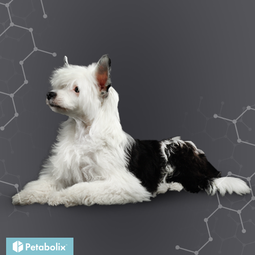 What's the Best Dog Food for Chinese Crested Dogs?