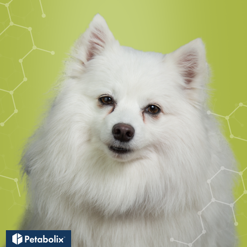 What's the Best Dog Food for American Eskimo Dogs?