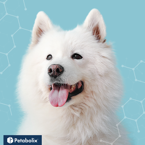 What are the Best Dog Foods for Samoyeds?