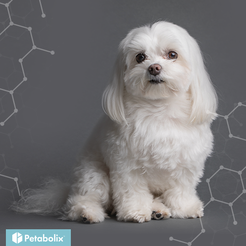 What are the Best Dog Foods for Maltese dogs?