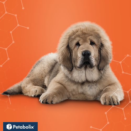 What are the Best Dog Foods for Tibetan Mastiffs?
