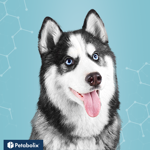 What are the Best Dog Foods for Siberian Huskies?