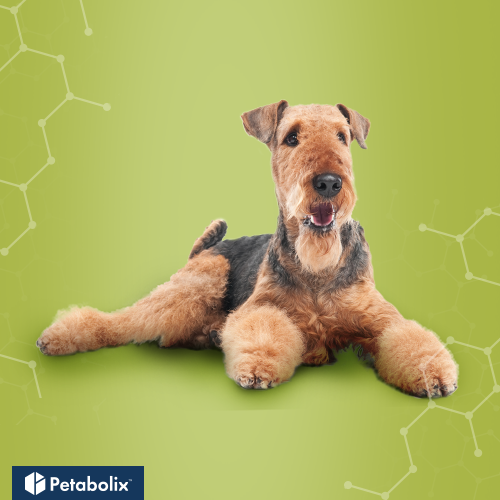 What are the Best Dog Foods for Airedale Terriers?