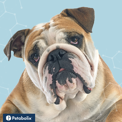 What are the Best Dog Foods for Bulldogs?