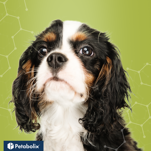 What are the Best Dog Foods for English Toy Spaniels?