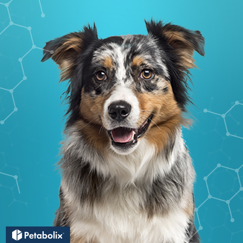 What's the Best Dog Food for Australian Shepherds?