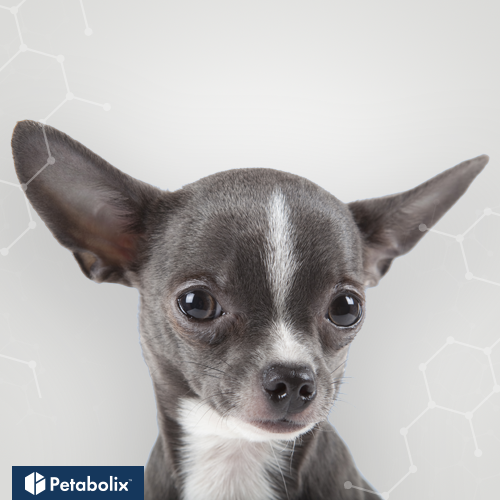 What are the Best Dog Foods for Chihuahuas?