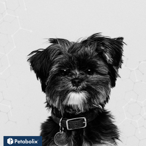 What are the Best Dog Foods for Affenpinschers?