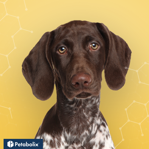 What are the Best Dog Foods for German Shorthaired Pointers?