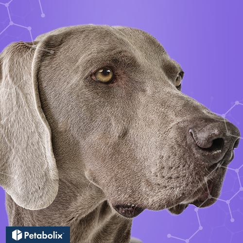 What are the Best Dog Foods for Weimaraners?