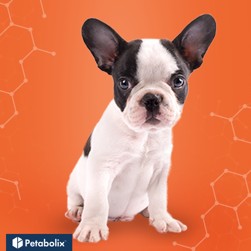 What's the Best Dog Food for French Bulldogs?