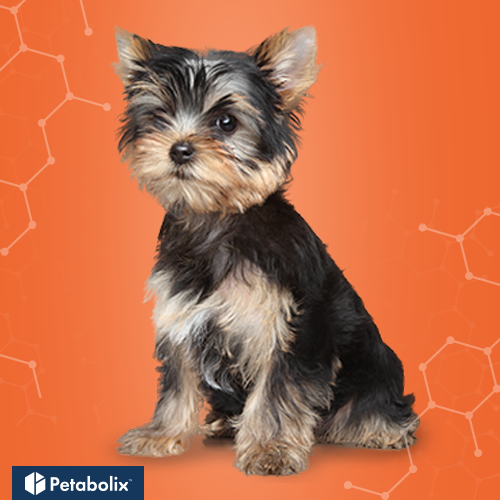 What's the Best Dog Food for Yorkshire Terriers?