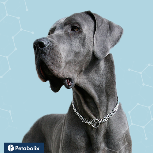 What are the Best Dog Foods for Great Danes?