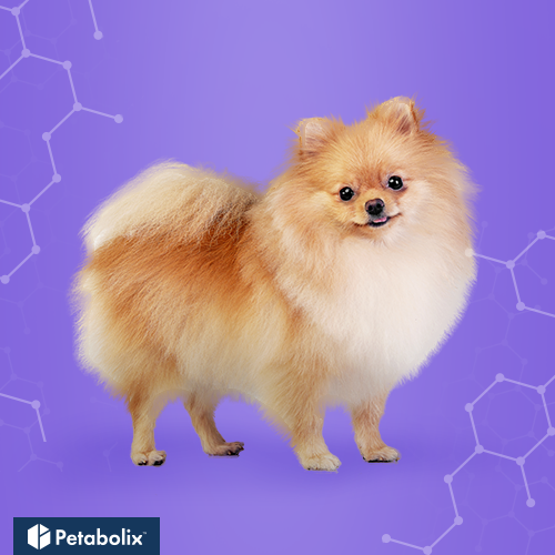 What are the Best Dog Foods for Pomeranians?