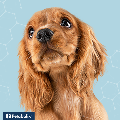 What's the Best Dog Food for Cocker Spaniels?