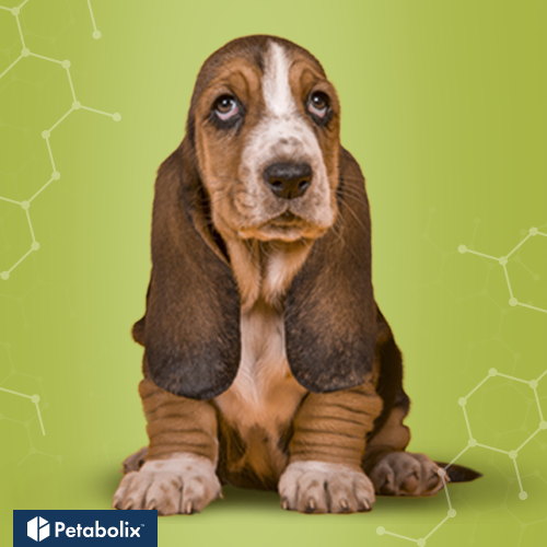 What's the Best Dog Food for Basset Hounds?
